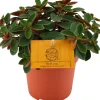 Best Zwergpfeffer (Peperomia verticillata 'Red Log') D 10,5 H 15 cm Kleine Zimmerpflanzen|Grünpflanzen