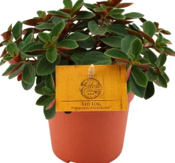 Best Zwergpfeffer (Peperomia verticillata 'Red Log') D 10,5 H 15 cm Kleine Zimmerpflanzen|Grünpflanzen