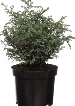 Outlet Zwerg-Scheinzypresse (Chamaecyparis pisifera 'Baby Blue') D 17 H 20 cm Immergrüne Pflanzen|Winterharte Pflanzen