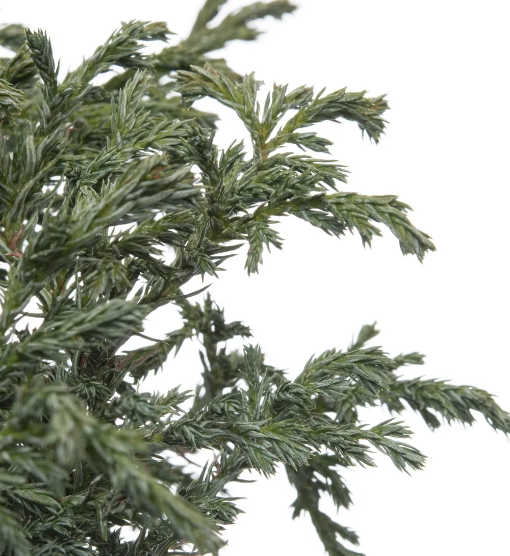 Outlet Zwerg-Scheinzypresse (Chamaecyparis pisifera 'Baby Blue') D 17 H 20 cm Immergrüne Pflanzen|Winterharte Pflanzen