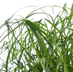 Best Zypergras (Cyperus alternifolius) D 21 cm H 80 cm Grünpflanzen|Für Schatten